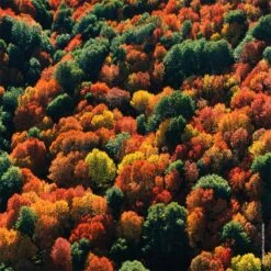 GUERLAIN Aqua Allegoria Rosa Palissandro Forte 14 GUERLAIN Aqua Allegoria Rosa Palissandro Forte -Parfums guerlain aqua allegoria rosa palissandro forte eau de parfum rechargeable pour femme 5