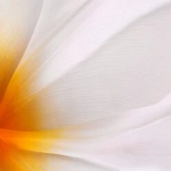 Jil Sander Sunlight Intense 10 Jil Sander Sunlight Intense -Parfums jil sander sunlight intense eau de parfum pour femme 2