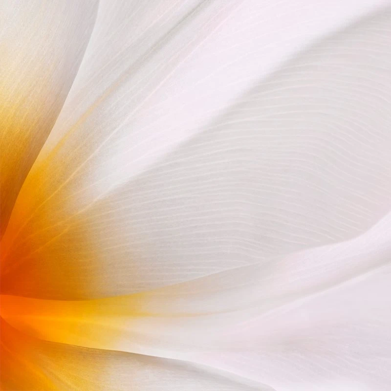 Jil Sander Sunlight Intense 5 Jil Sander Sunlight Intense – Image 3