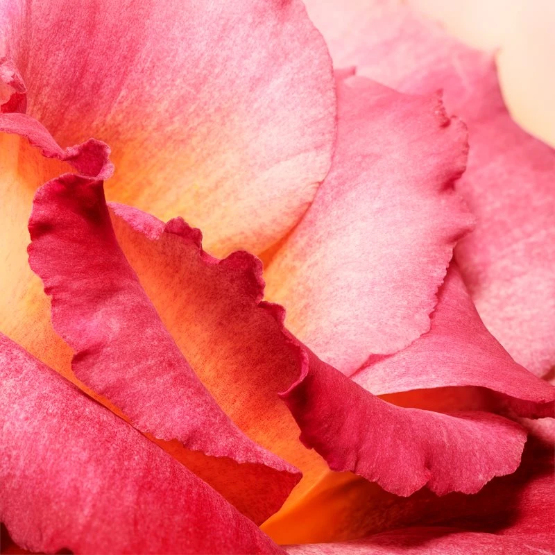 Jil Sander Sunlight Intense 6 Jil Sander Sunlight Intense – Image 4